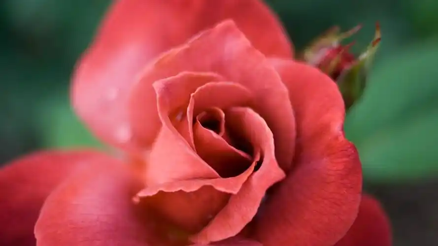 红色花,花朵,玫瑰花桌面壁纸