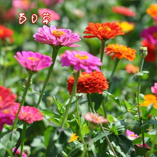 一播大地花卉种子  草花种黑心菊大滨菊天人菊美女樱蛇目菊波斯菊