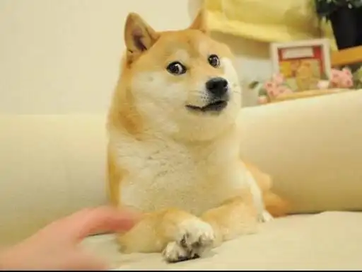 在聊天中doge表情是什么意思 - 什么梗