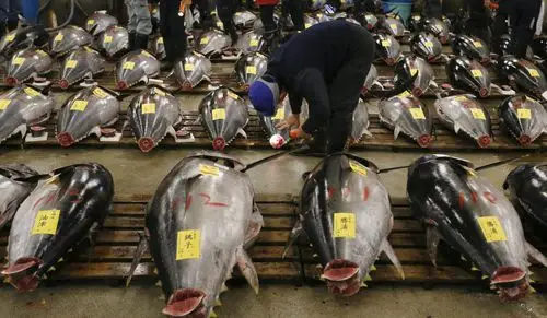 日本筑地鱼市新年开市 金枪鱼摆满市场(组图)(6/8)