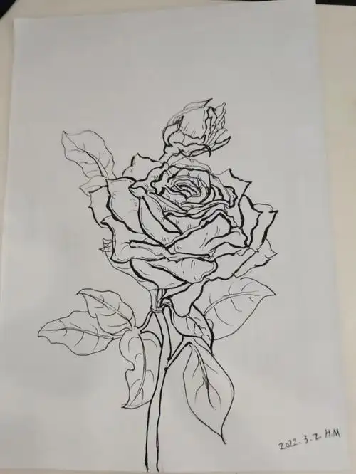 临摹玫瑰