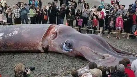 半岛奇闻 "挪威海怪"深海巨型鱿鱼20米