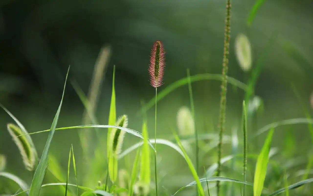 高清护眼绿色植物图片宽屏壁纸