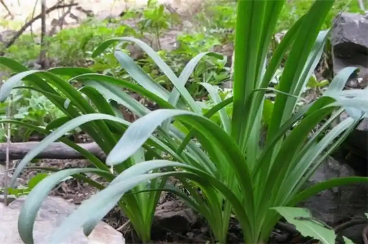 彼岸花的叶子图片(彼岸花的叶子图片欣赏)