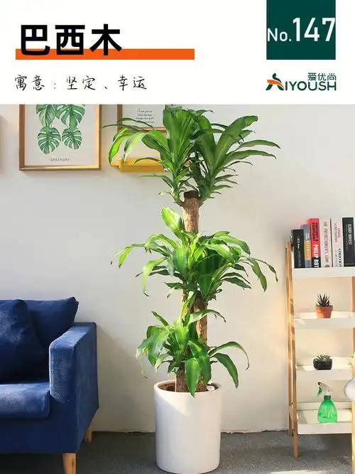 99学名:香龙血树,别名:芳香龙血树,花虎斑木,王莲千年木,香花龙血树