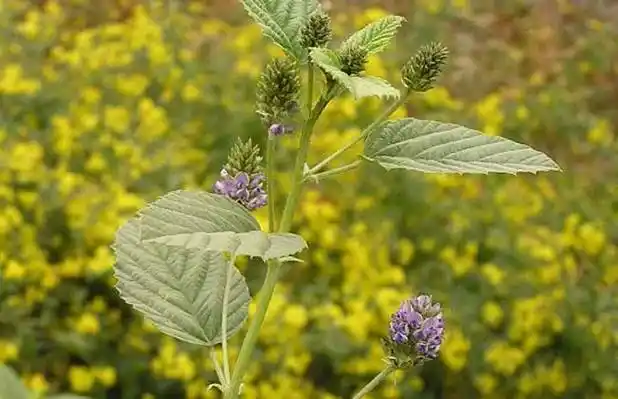 补骨脂的栽培技术