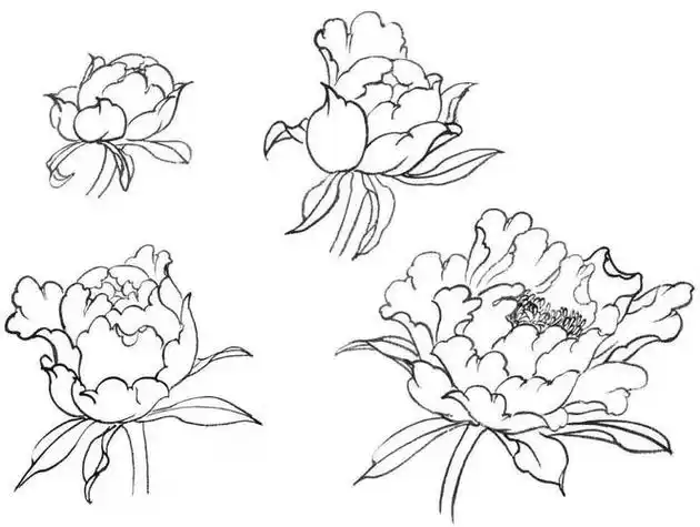 步骤详解4牡丹花瓣的画法:选择合适的画纸,画笔,然后按照视频教程进行