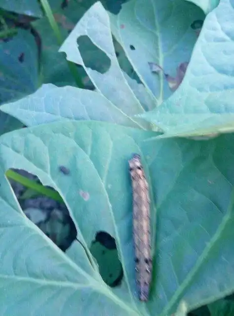 番薯叶的虫子很多,有没有什么方法治疗?