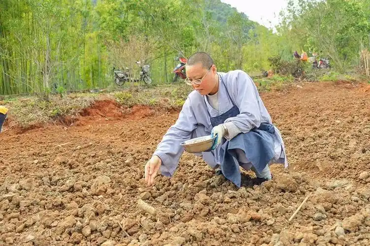 最接地气的寺庙,最聚人气的和尚——东华禅寺禅花生播种实录