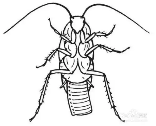 蟑螂是怎么产生的