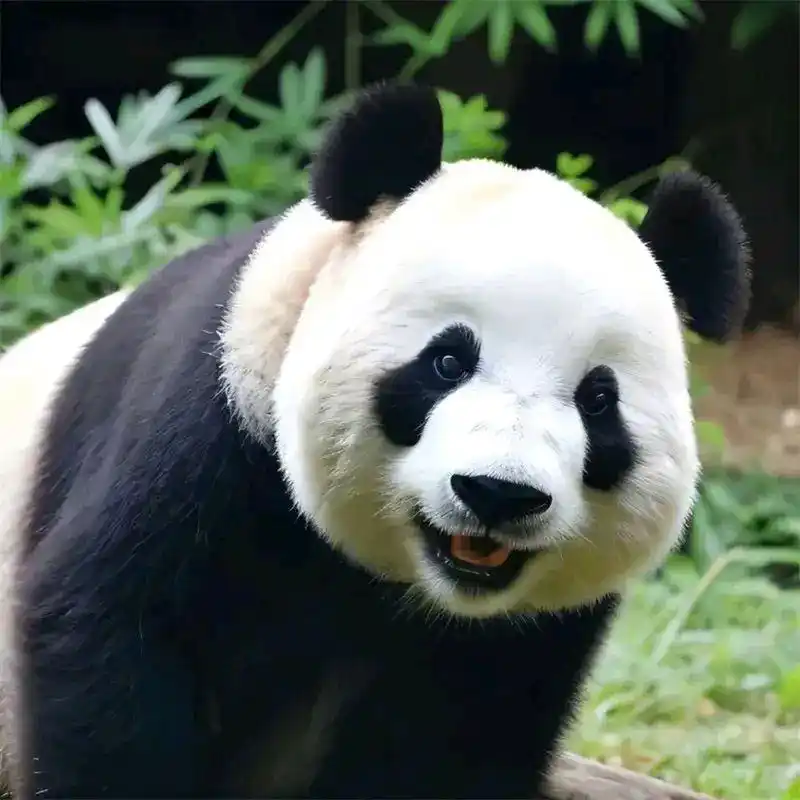 头像# #熊猫#   飞云头像