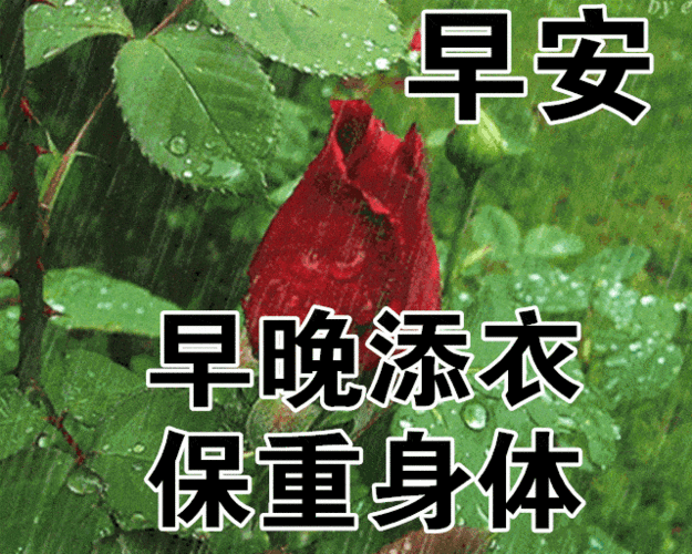 12月27日最漂亮早上好动态表情图片大全早晨好动图美图大全