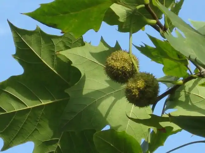 二球悬铃木(悬铃木科悬铃木属植物)_尚可名片