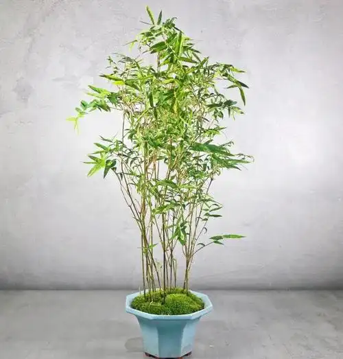 4种小竹子,摆家里上档次,今年特别流行!