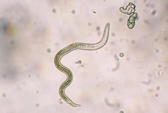 寄生于猫大的弓首蛔虫的检测与防冶快来看看
