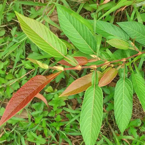 新鲜野生葫芦茶农家深山现采葫芦茶迫颈草百劳舌中草药500克 包邮