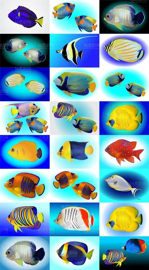 关键词:海洋鱼类热带鱼多彩鱼类