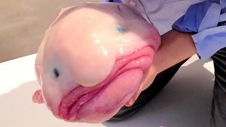 世界上最丑的鱼,明明肉质很难吃,却面临生存威胁