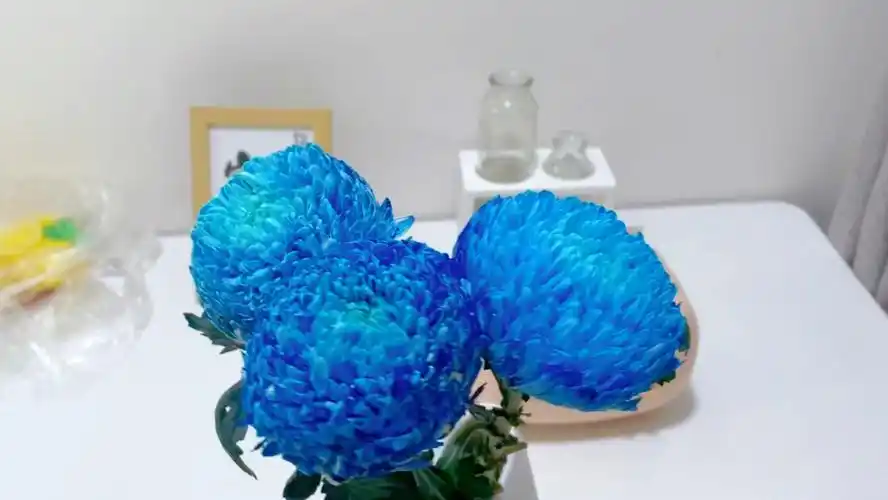 送红红的蓝色牡丹菊,据说这个女人很爱蓝色