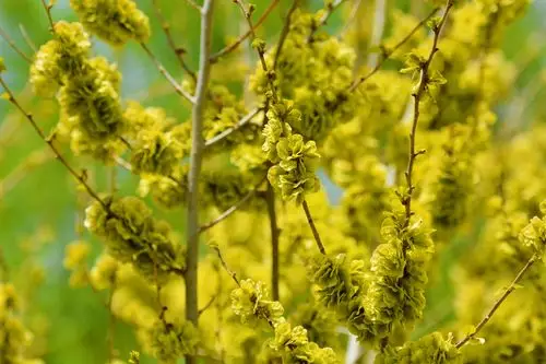 再来一组美丽的金叶榆的榆钱儿原创摄影