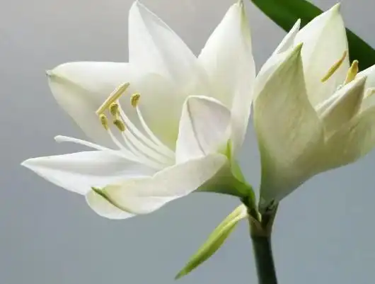 你还知道哪些代表和平的植物-你还知道哪些代表和平的植物和动物