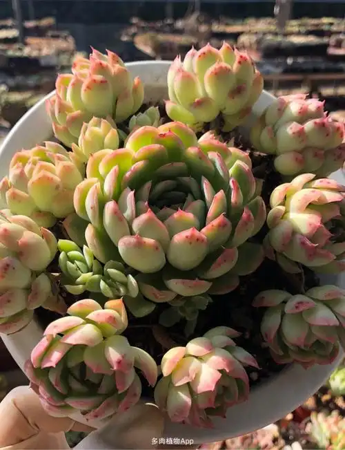 多肉草莓冰多肉草莓冰图片草莓冰多肉老桩图片草莓冰多肉老桩草莓冰