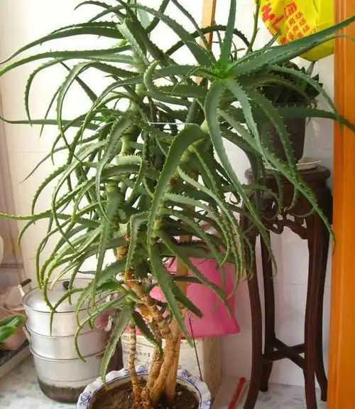 养盆栽时记住这几招,10年芦荟养成老桩,成就感满满