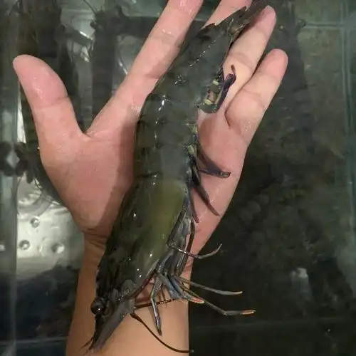 国产海捕超大黑虎虾2000g约50只巨型海虾鲜活急冻涠洲岛海鲜包邮