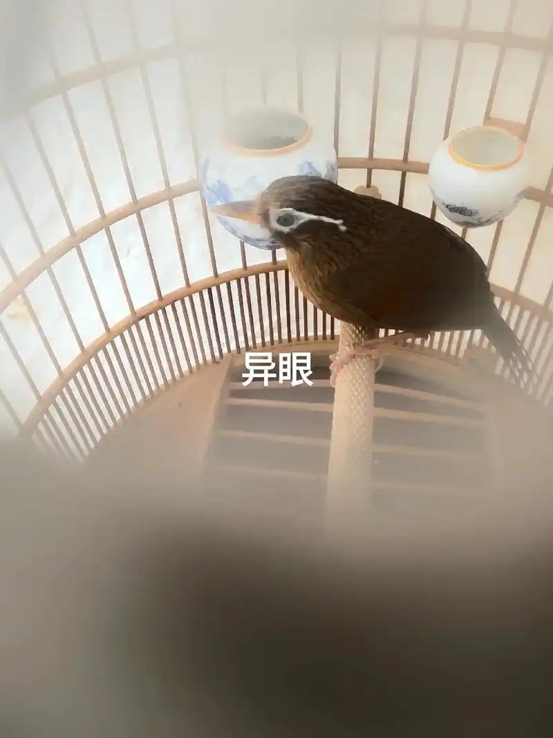 画眉鸟叫声搞笑视频  - 阿星82 - 抖音