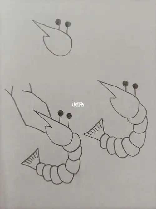 简笔画170虾