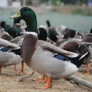 洪湖青头鸭老飞鸭会飞鸭子绿头鸭新鲜老母鸭麻鸭子整只鸭肉顺丰