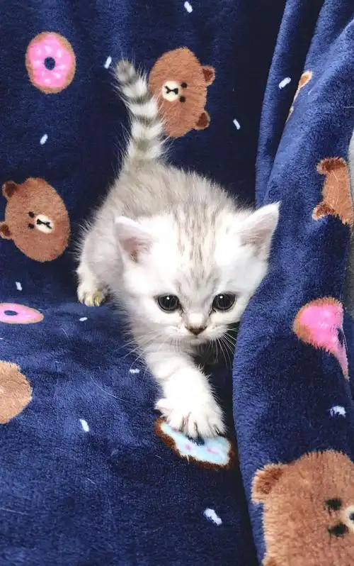 超萌英短银渐层 美短虎斑 活泼健康 找大家长啦