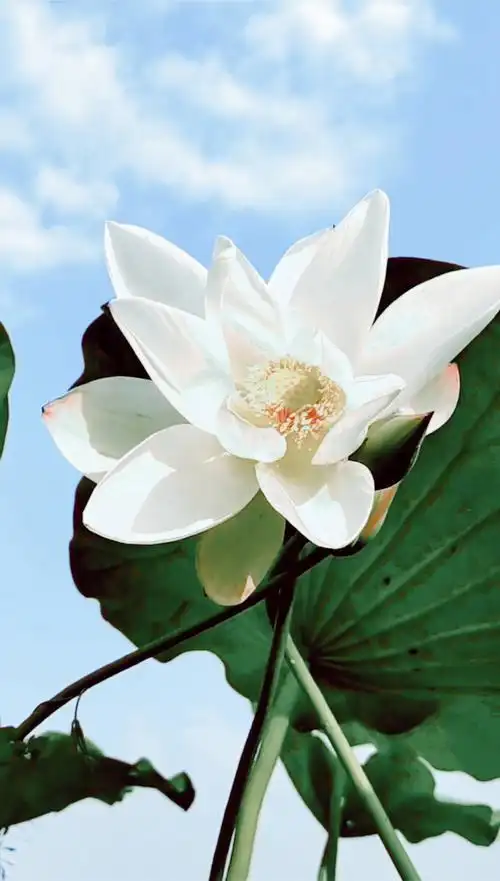 白莲花花语高洁圣洁清廉吉祥吉利爱情