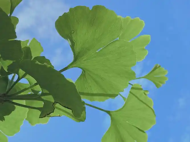 有银杏叶的夏天