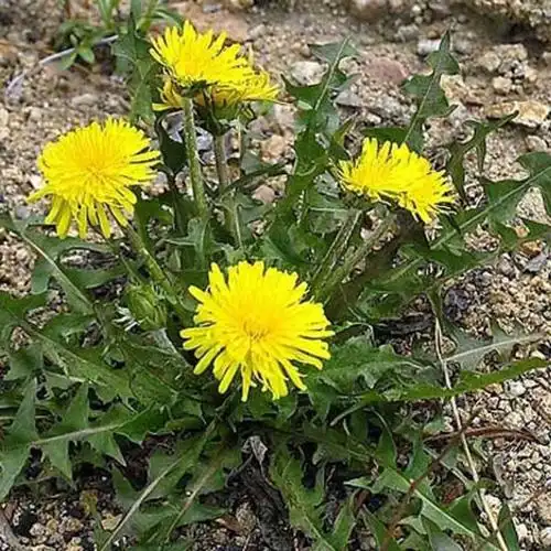 新鲜蒲公英现挖现发整颗带根婆婆丁蔬菜黄花苗蘸酱500g