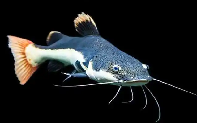 鲶鱼种类及图片大全