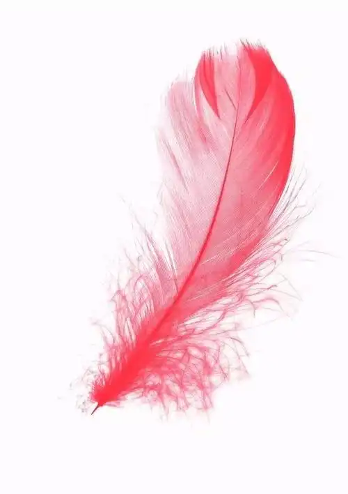粉红羽毛