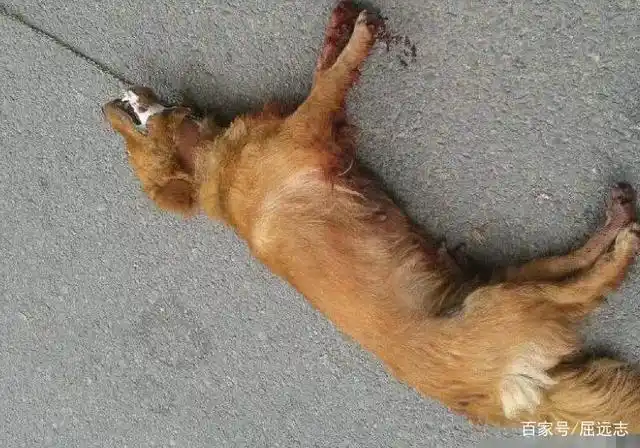 "你车撞死我的狗了,必须赔偿!"车主:不牵绳没狗证,咋赔?