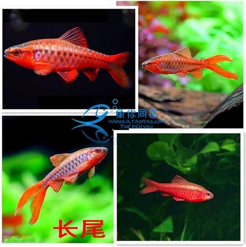 长尾樱桃灯鱼 红玫瑰鱼 草缸精灵 小型鱼 热带观赏鱼 包活灯科鱼