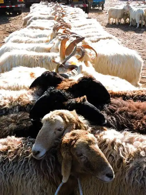 柯尔克孜羊倌帕米尔高原的牧羊女帕米尔高原喀什地区塔什库尔干塔吉克