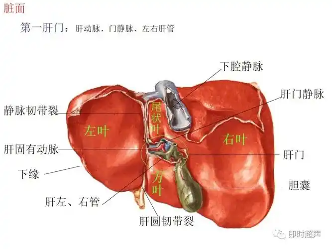 腹部超声检查常用切面