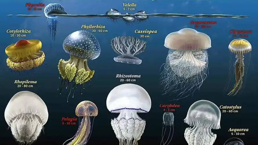 宠物章鱼幼年克苏鲁生前喂食录像如果能活到今天应该长很大了呢
