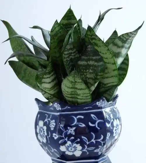 齐人高的虎皮兰是怎么养的,有什么秘诀?