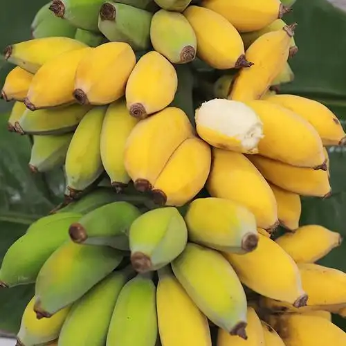 云南西双版纳 野生小芭蕉新鲜现摘时令水果 5斤装 非香蕉
