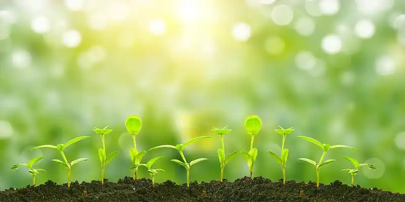 春分背景春分绿色春天种子发芽展板背景