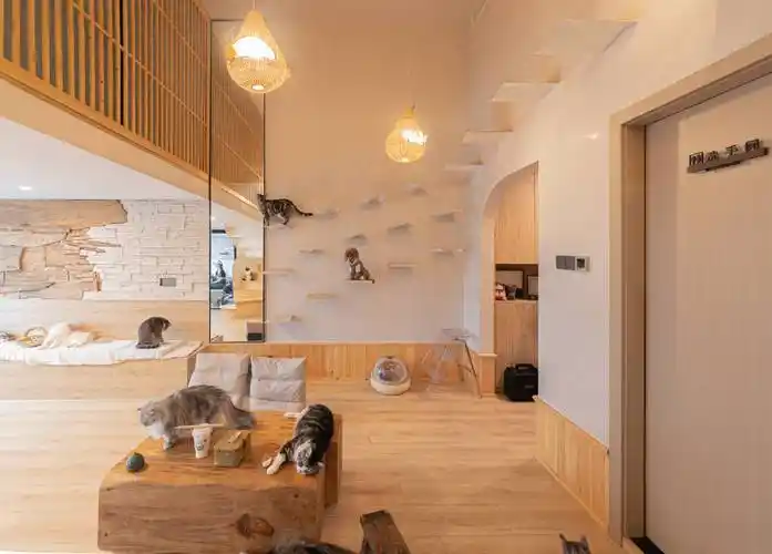 老房改造成可爱温柔的猫咖俘获爱猫人士的心