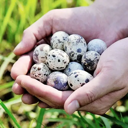 过期四月蜂飞新鲜生鹌鹑蛋50枚 券后24.9元包邮