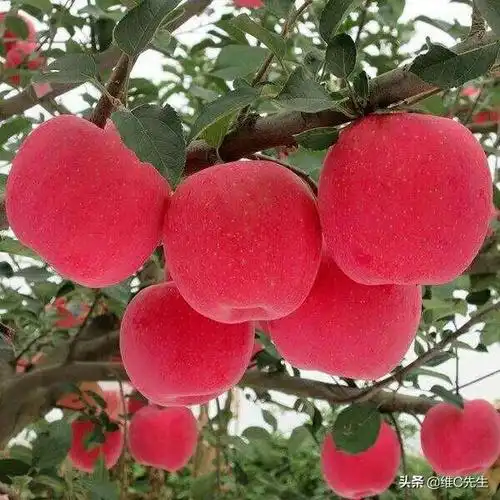 烟富8号苹果树和响富苹果树两种果哪个比较好看好吃?