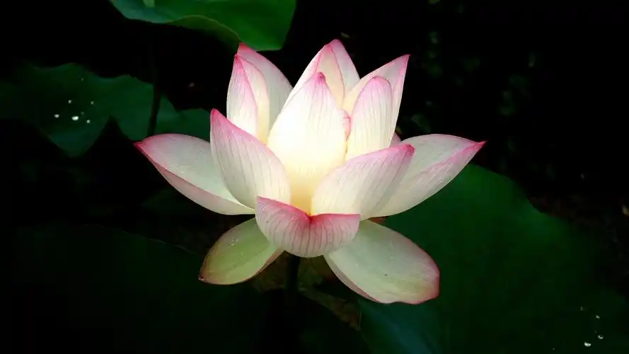 水中仙子养眼荷花桌面壁纸