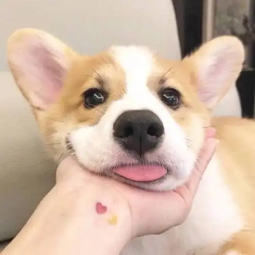 狗头像可爱(狗头像图片大全可爱) - q之家 - www.anhuiqq.cn